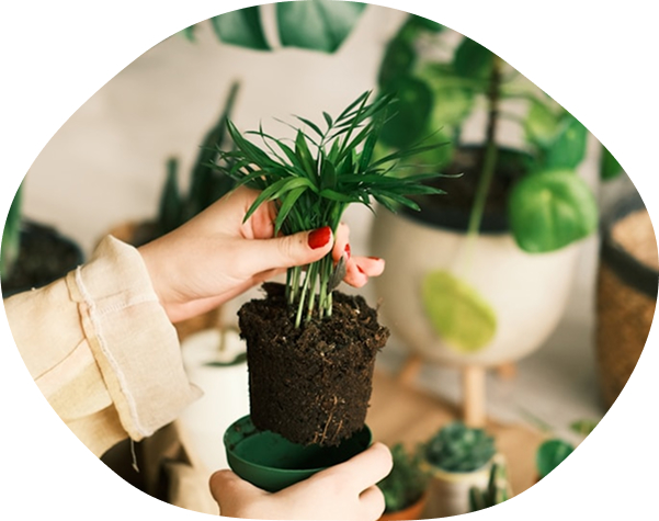 植物の写真